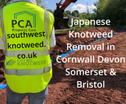 Southwest Japanese Knotweed Removal Cornwall Devon Bristol Somerset